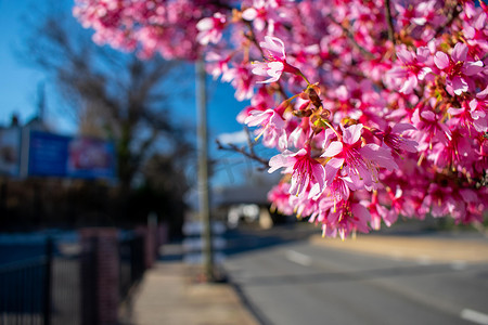 郊区街道上的樱花树枝