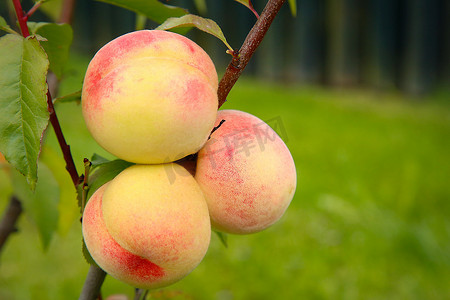 桃花园摄影照片_夏天，黄桃挂在花园的树枝上成熟。质地或背景