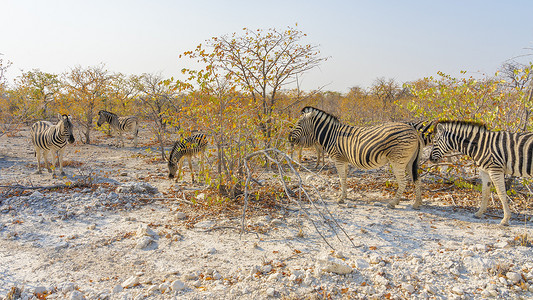 纳米比亚埃托沙国家公园的斑马。