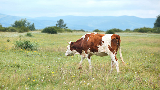 红牛在牧场上吃草，以群山为背景。