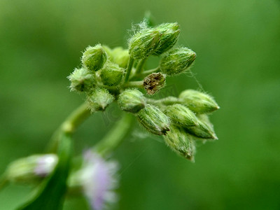 蓟（矛蓟、牛蓟、普通蓟）具有自然背景的奇花异草