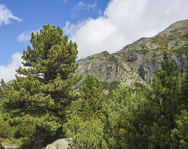 斯洛伐克高塔特拉山美丽的尖峰，有松树和远足路线标志，夏末阳光明媚，蓝天背景