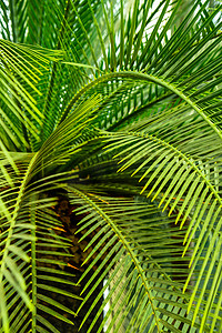 绿棕榈叶图案纹理抽象背景热带森林、生态概念和目的地进展、自由之旅生活方式丛林背景、异国植物