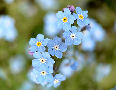 小花蓝色摄影照片_花园里盛开着浅蓝色的勿忘我小花