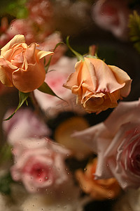 橙色和粉色玫瑰花束、织物、纺织品、纸张和花卉植物壁纸模板