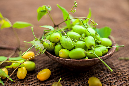 印楝，俗称印楝、尼姆树或印度丁香，在黄麻袋表面，其果实在粘土碗中。用于其药用特性等。水平拍摄。