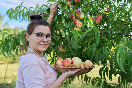 果园里提着一篮子鲜桃子的女人，农场里收获桃子