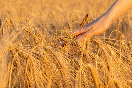 农业产业摄影照片_女手触摸金耳小麦，抚摸耳朵麦粒，概念自然农业，夏季收获，农场农业产业。