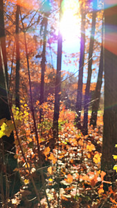 在秋天阳光明媚的大风天查看森林与空地。
