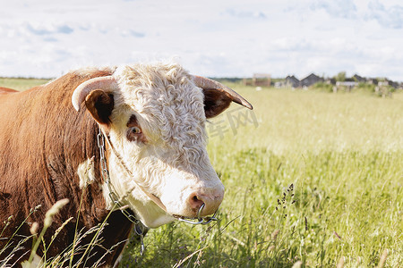 gif牛年摄影照片_2021 年公牛年。草地上的公牛特写。 