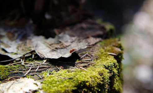 昆虫瓢虫在森林里坐在叶子上，树桩上覆盖着绿色的青苔。背景。