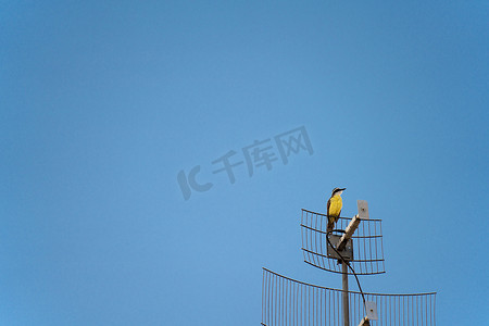 vi黄色摄影照片_黄色的 Bem-te-vi 鸟栖息在蓝天的电视天线上