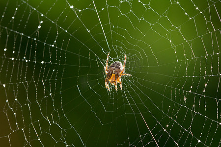 网上的蜘蛛