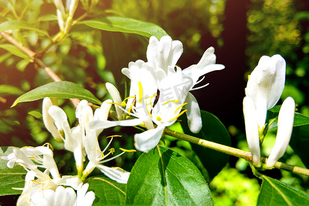 绿色背景模糊的白花金银花忍冬花叶金银花，特写，宏观