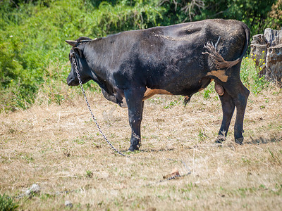 年轻的黑牛在乡村景观中用铁链绑着。
