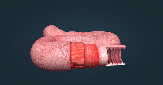 人体肠道具有吸收消化产物的功能，并具有特殊的结构来执行此功能。