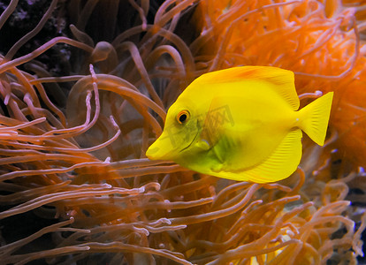 （Zebrasoma flavescens），海洋水族馆海葵背景下的黄色鱼