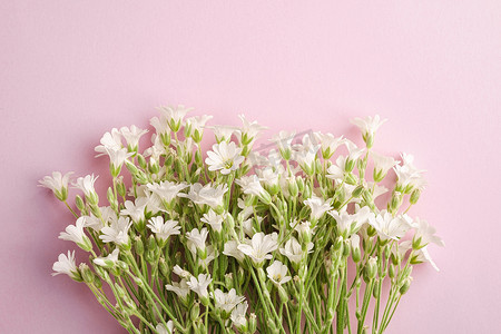 粉红色背景中的白色鼠耳繁缕花，顶视图