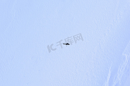 雄鹰飞翔在勃朗峰顶峰冰川上空