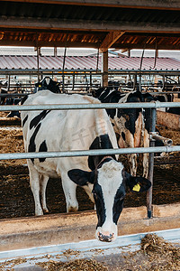 笼子里的小牛，照顾生物农场耕作，喂养干草青贮宠物，奶牛品种，牛棚饲养。