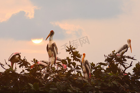 大乔白鹤梁皮肤摄影照片_一群彩鹳鸟在树顶上筑巢。