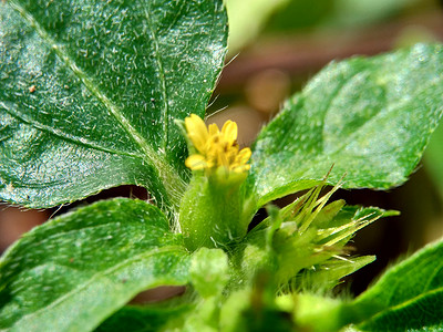 节点杂草（也称为 Synedrella nodiflora、synderella 杂草）与自然背景的宏观照片。