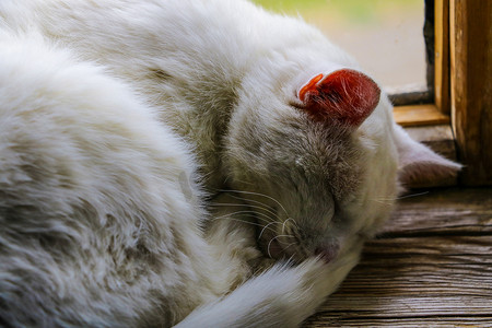 白猫在窗台上甜甜地睡着，宠物们。