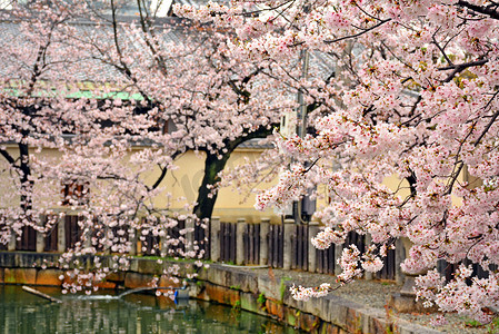 日本大阪春天的樱花或佐仓