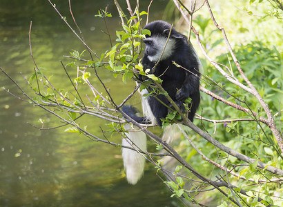 年幼的 Mantled guereza 猴也叫 Colobus guereza 吃树叶，爬过水面的树枝，自然阳光，复制空间