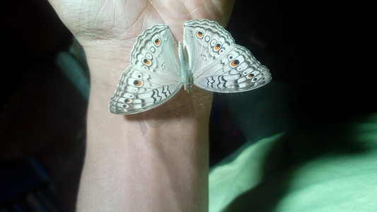 手上的蝴蝶看起来很漂亮