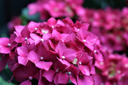 粉红色的绣球花被雨淋湿而绽放