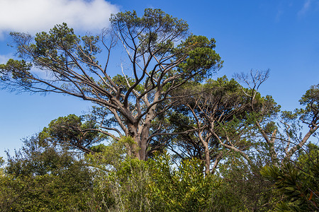 开普敦康斯坦博斯植物园里巨大的南非树木。