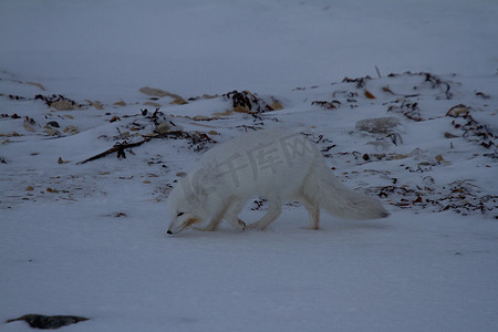 北极狐或狐狸在雪景中嗅地面