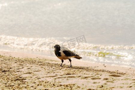 蒙面舞会男女摄影照片_波兰波罗的海海滩上的蒙面乌鸦