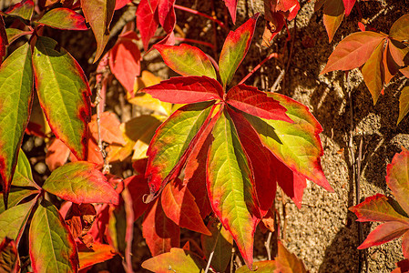 野生藤蔓在秋季色彩的老墙上留下叶子
