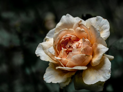 枯萎的摄影照片_枯萎的马索拉玫瑰受伤的花瓣