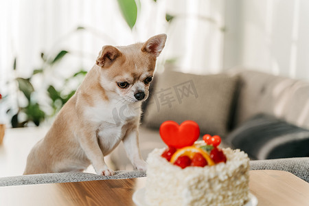 狗想要情人节蛋糕。
