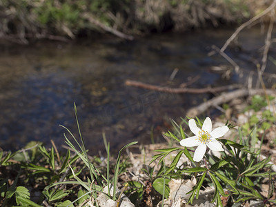 特写美丽的白木海葵花，海葵内莫罗萨，有选择地关注森林溪流的离焦海岸。
