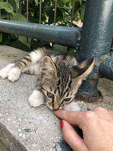 一只母手触摸一只可爱的小猫
