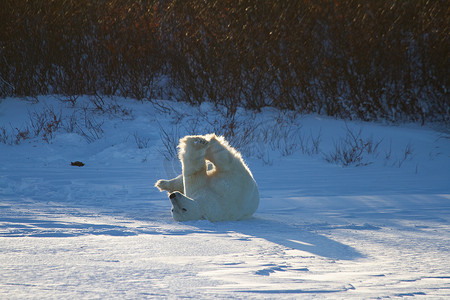 一只北极熊在雪地里打滚，双腿在空中，地上有雪