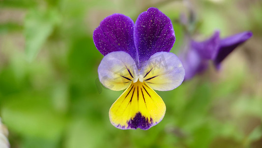 户外花园中生长的三色紫罗兰花特写
