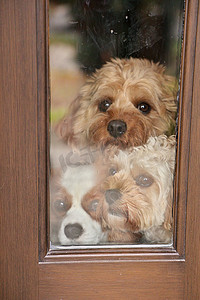 三只可爱的狗狗急切地靠在门边的窗户上等待主人回来