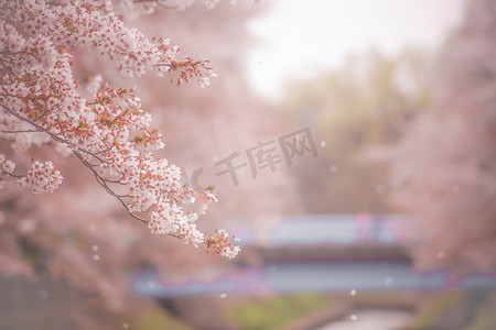 蓝天绿地背景摄影照片_吉门司绿地公园的樱花暴风雪