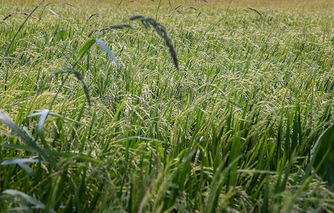 绿色稻田背景和临近收获的稻穗。