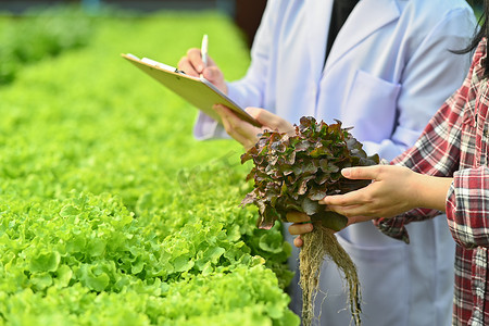 生物技术专家在工业水培温室种植园进行研究时在剪贴板上书写