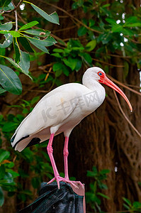 美国白宜必思（Eudocimus albus），一只红嘴鸟坐在佛罗里达州的一棵树上