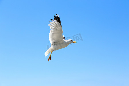 猫咪免费摄影照片_白色的海鸥在蓝天上飞翔