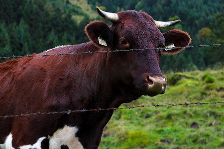 阿尔卑斯山草地上美丽的黑牛。