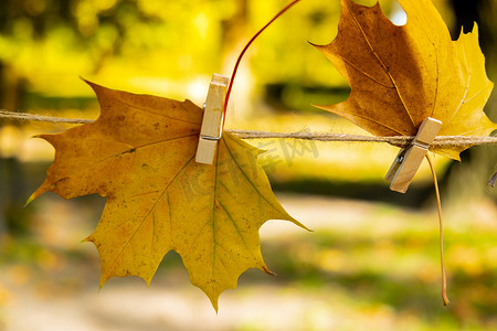秋季构图，秋季公园森林背景上有枫叶，选择性聚焦，复制空间贺卡感恩节你好秋天。