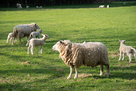 白羊和小羊在绿色草坪上吃草，在天然饲料上剪羊毛